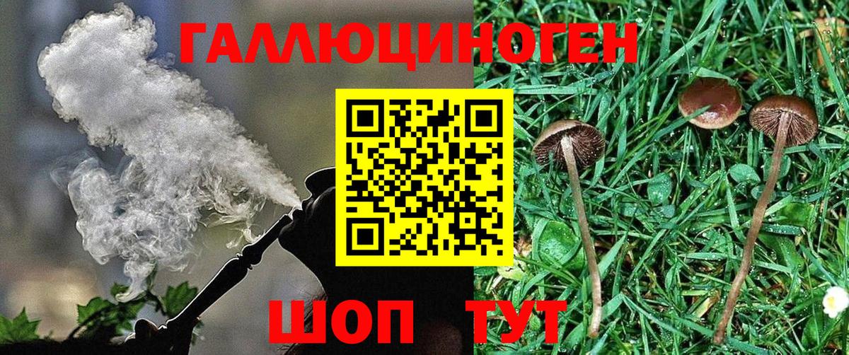 Галлюциногенные грибы Psilocybine cubensis Большой Камень